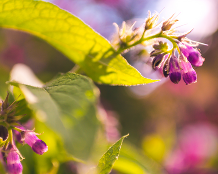 Allantoin