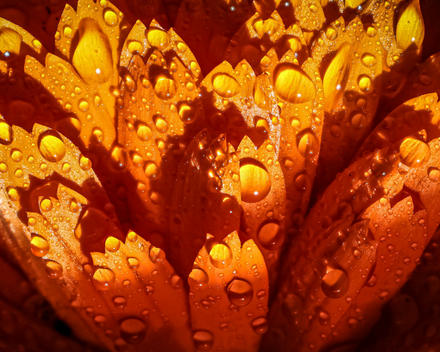 Ringelblumenextrakt