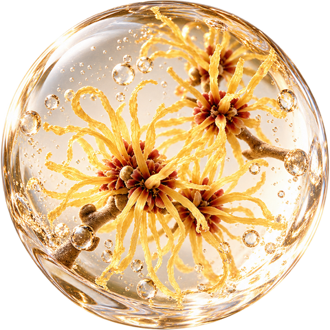 Hamamelis